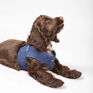 Nordog - Puppy Harness